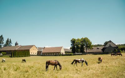 Stallgemeinschaft Schloss Falkenberg